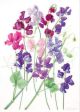 Ann Fraser Sweet Peas