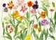 Dame Elizabeth Blackadder Tulips