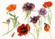 Dame Elizabeth Blackadder Oriental Poppies, 2010