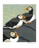 PUFFINS (detail) by Robert Gillmor