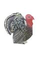 Turkey Norfolk 3D by Judy Lumley Prints