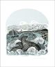  Seals at Bardsey Linocut and screenprint by Angela Harding