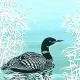 Black-throated Diver By Lizzie Perkins