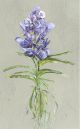 Blue Vanda BY VIVIENNE CAWSON