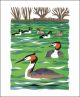 Great Crested Grebe and Goldeneye (Tweet of the Day) Screen print by Carry Akroyd 