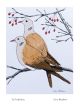 Two Turtle Doves By Frans Wesselman