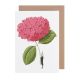  Pink Hydrangea By Laura Stoddart