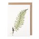 GREETINGS CARD - FABULOUS FERNS 6 BY LAURA STODDART