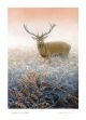  Winter morning stag By Jeremy Paul