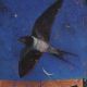 The swallow of Summer By Catherine Hyde