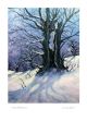 Snow & shadows By Lorraine Auton 