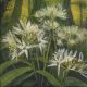  Wild Garlic by Catherine Hyde