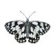 Marbled White Butterfly By Marian Hill