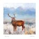 Stag in frost By  Michelle Hawes 