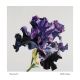 Bearded Iris by Natalie Toplass