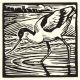 Avocet by Richard Allen SWLA