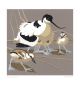 Avocet & Chicks
Linocut by Robert Gillmor