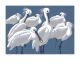 Spoonbills
Linocut by Robert Gillmor