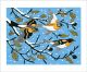 Beech & Bramblings
Linocut by Robert Gillmor