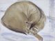 DAME ELIZABETH BLACKADDER Abyssinian Cat