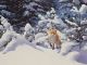 DOUGLAS ANDERSON
Fox in Deep Snow with Fir Trees