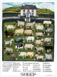 Sheep Full Colour Tea Towel By Driftwood Designs