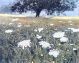 Spanish Fields GREETING CARD BY PHIL GREENWOOD