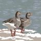 SR Greylag Geese Blank Card 150mm sq