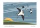 Swallows, first flight of summer by Stuart Renfrew