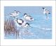 Winter Avocets by Lizzie Perkins