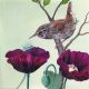 Wren and poppies